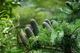 Ялиця біла (Abies alba) Горщик 1,5 л. - изображение 1