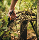 Плоскостной секатор 20.8 см нержавеющая сталь для сада Fiskars LS-1553 - изображение 8