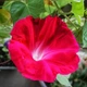 Насіння Іпомея ніл 'Scarlet O'Hara'', Ipomoea nil 3 шт/уп - зображення 1