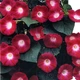 Насіння Іпомея ніл 'Scarlet O'Hara'', Ipomoea nil 3 шт/уп - зображення 2