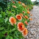 Семена Календула 'Pink Surprise'', Calendula officinalis 10 шт/уп - изображение 3