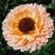 Семена Календула 'Pink Surprise'', Calendula officinalis 10 шт/уп - изображение 4