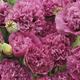 Семена Мак декоративный 'Paeony Purple Passion', Papaver somniferum 10 шт/уп - изображение 2
