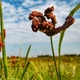 Насіння Гімалайське Пальчасте Просо, Eleusine coracana 10 шт/уп - зображення 4