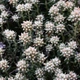 Семена Дубровник беловойлочный, Teucrium polium 5 шт/уп - изображение 1