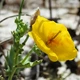 Насіння Глауціум жовтий, Glaucium flavum 10 шт/уп - зображення 4