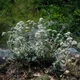 Семена Дубровник беловойлочный, Teucrium polium 5 шт/уп - изображение 4