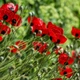 Семена Мак изменчивый 'Ladybird', Papaver commutatum 20 шт/уп - изображение 4