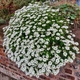 Семена Иберис вечнозелёный, Iberis sempervirens 5 шт/уп - изображение 3