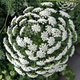 Семена Амми большая, Ammi majus 10 шт/уп - изображение 2