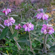Семена Зопник пурпурный, Phlomis purpurea 5 шт/уп - изображение 1