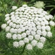 Семена Амми большая, Ammi majus 10 шт/уп - изображение 3