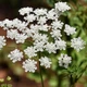 Семена Амми большая, Ammi majus 10 шт/уп - изображение 5