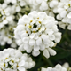 Семена Иберис вечнозелёный, Iberis sempervirens 5 шт/уп - изображение 8