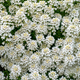 Семена Иберис вечнозелёный, Iberis sempervirens 5 шт/уп - изображение 9