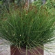 Насіння Капський очерет, Elegia tectorum 10 шт/уп - зображення 1