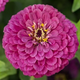 Семена Цинния изящная ‘Dream’, Zinnia elegans 5 шт/уп - изображение 1