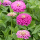 Семена Цинния изящная ‘Dream’, Zinnia elegans 5 шт/уп - изображение 2