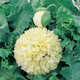 Семена Мак декоративный 'Cream Paeony', Papaver somniferum 10 шт/уп - изображение 3
