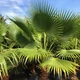 Насіння Вашингтонія нитконосна, Washingtonia filifera 5 шт/уп - зображення 2