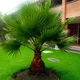 Насіння Вашингтонія нитконосна, Washingtonia filifera 5 шт/уп - зображення 3