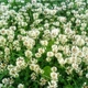 Семена Белый Клевер 'Rivendell', Trifolium repens 1 гр/уп - изображение 1