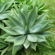 Семена Агава Аттенуата (Лисохвостная), Agave attenuata 3 шт/уп - изображение 3