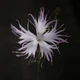 Семена Гвоздика пышная 'Albus', Dianthus superbus 20 шт/уп - изображение 2