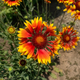 Семена Гайлардия крупноцветковая 'Arizona Sun', Gaillardia x grandiflora 5 шт/уп - изображение 4