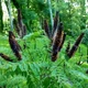 Семена Аморфа кустарниковая, Amorpha fruticosa 10 шт/уп - изображение 4