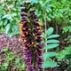 Семена Аморфа кустарниковая, Amorpha fruticosa 10 шт/уп - изображение 6