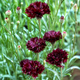 Семена Василек однолетний 'Black Ball', Centaurea cyanus 10 шт/уп - изображение 6