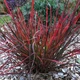Семена Андропогон Жерара, Andropogon gerardii 10 шт/уп - изображение 1