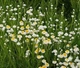 Семена Аммобиум крылатый, Ammobium alatum 10 шт/уп - изображение 3