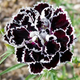 Насіння Гвоздика китайська Геддевіга 'Black & White', Dianthus chinensis 10 шт/уп - зображення 1