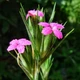 Насіння Гвоздика армерієподібна, Dianthus armeria 20 шт/уп - зображення 2