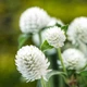 Семена Гомфрена белая, Gomphrena globosa 10 шт/уп - изображение 4