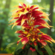 Насіння Амарант триколірний 'Perfecta', Amaranthus tricolor 10 шт/уп - зображення 5