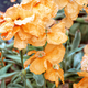 Насіння Мак колосистий, Papaver spicatum 10 шт/уп - зображення 3
