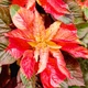 Насіння Амарант триколірний 'Flaming Fountain', Amaranthus tricolor 10 шт/уп - зображення 4