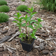 Мята садовая колосистая Mentha spicata, ароматный саженец в контейнере - изображение 2