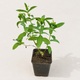 Мята садовая колосистая Mentha spicata, ароматный саженец в контейнере - изображение 4