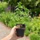 Мята садовая колосистая Mentha spicata, ароматный саженец в контейнере - изображение 6