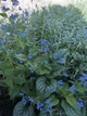 Брунера великолиста (brunnera macrophylla) ‘jack frost’ - зображення 3