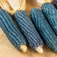 Семена Кукуруза попкорн Miniature Blue 10 шт/уп - изображение 3