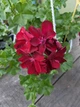 Плющелистная (ампельная) пеларгония Karolina Dark Red, подрощенное цветущее растение в горшке 400 мл - изображение 1