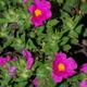Семена Ладанник складчатый, Cistus crispus 10 шт/уп - изображение 3
