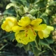 Насіння Дивина ведмеже вухо, Verbascum thapsus 0.2 гр/уп - зображення 2