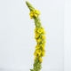 Насіння Дивина ведмеже вухо, Verbascum thapsus 0.2 гр/уп - зображення 4