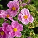 Семена Ладанник беловатый, Cistus albidus 10 шт/уп - изображение 1